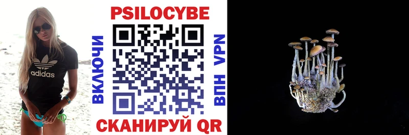 где найти   Дигора  Псилоцибиновые грибы Psilocybine cubensis 